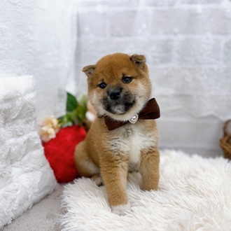 滋賀県の柴犬(標準サイズ) (犬の家＆猫の里長浜店/2025年9月24日生まれ/男の子/赤)の子犬の3枚目の画像