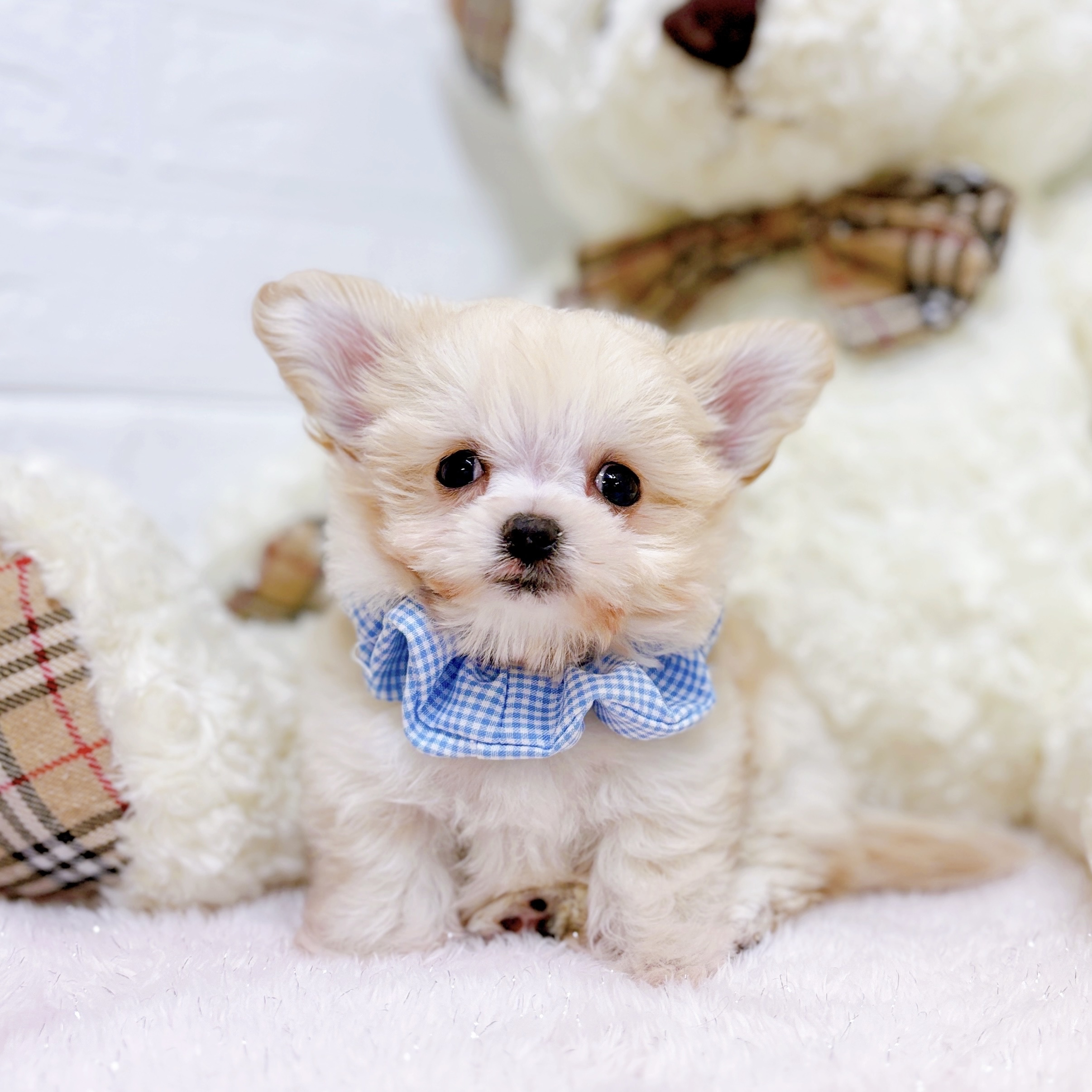 滋賀県のチワプー/プーチー(チワワ×プードル) (犬の家＆猫の里近江八幡店/2025年9月24日生まれ/男の子/クリーム)の子犬の3枚目の画像