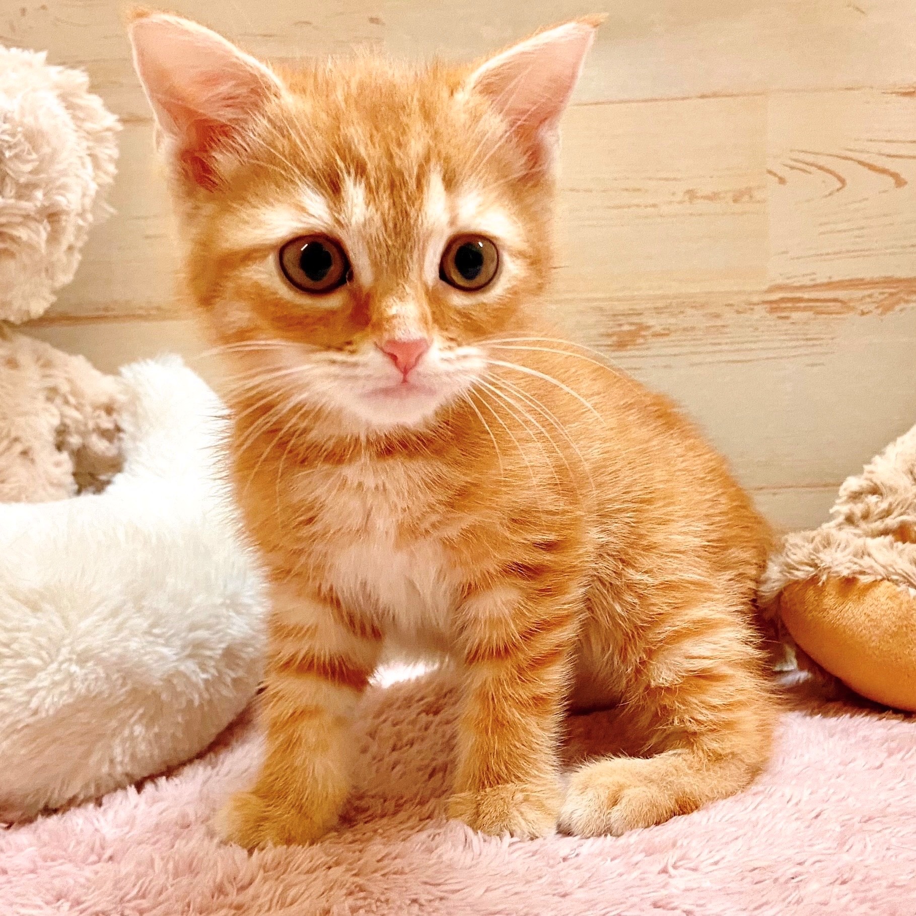 兵庫県のスコティッシュフォールド (犬の家＆猫の里神戸店/2025年9月21日生まれ/女の子/レッドタビー)の子猫の3枚目の画像