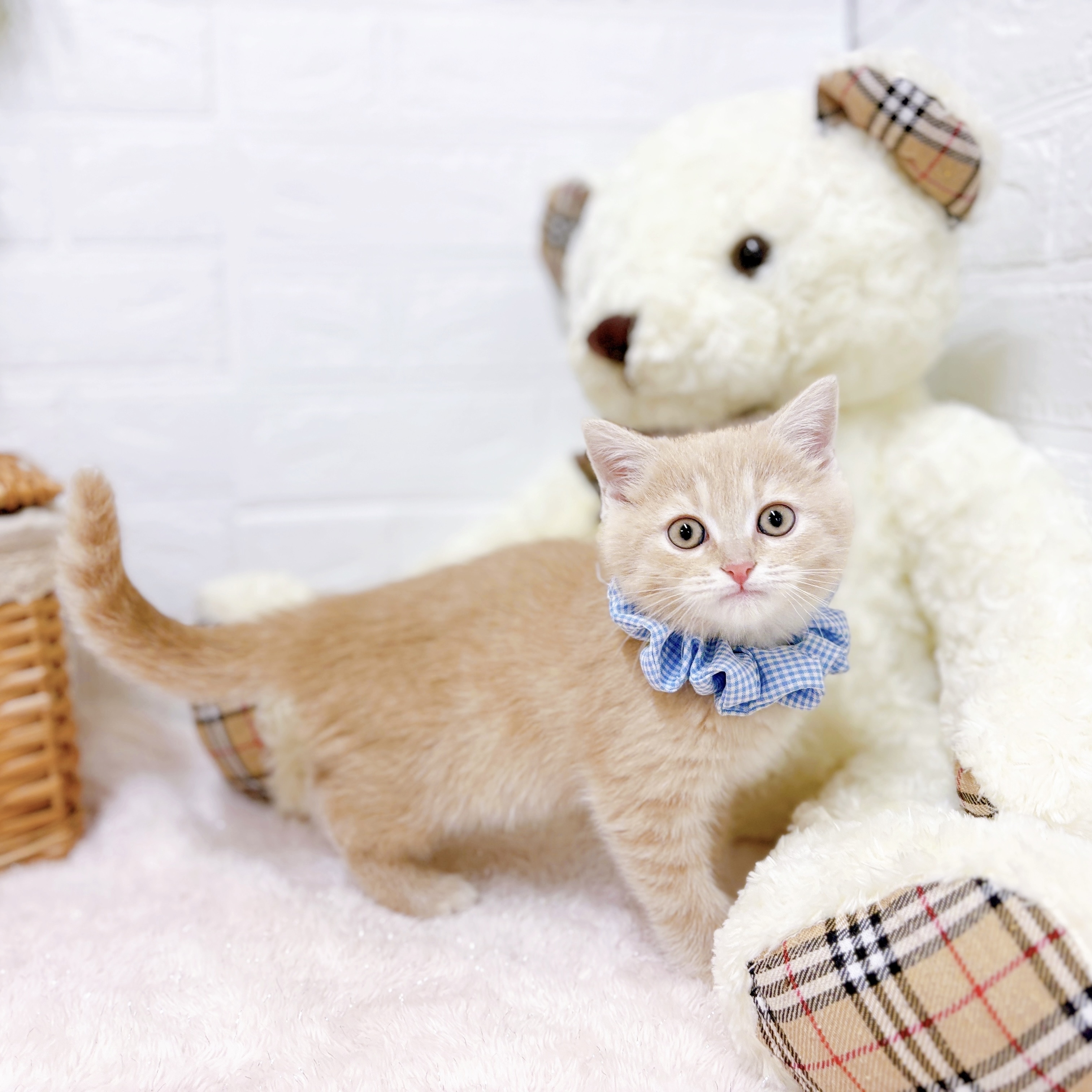 滋賀県のスコティッシュフォールド (犬の家＆猫の里近江八幡店/2025年9月21日生まれ/男の子/クリームタビー)の子猫の3枚目の画像