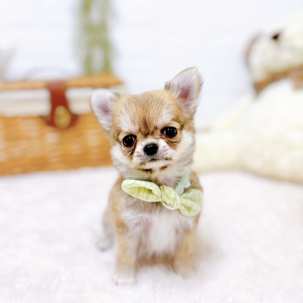 滋賀県のチワワ(ロング) (犬の家＆猫の里近江八幡店/2025年9月23日生まれ/男の子/フォーンホワイト)の子犬の3枚目の画像