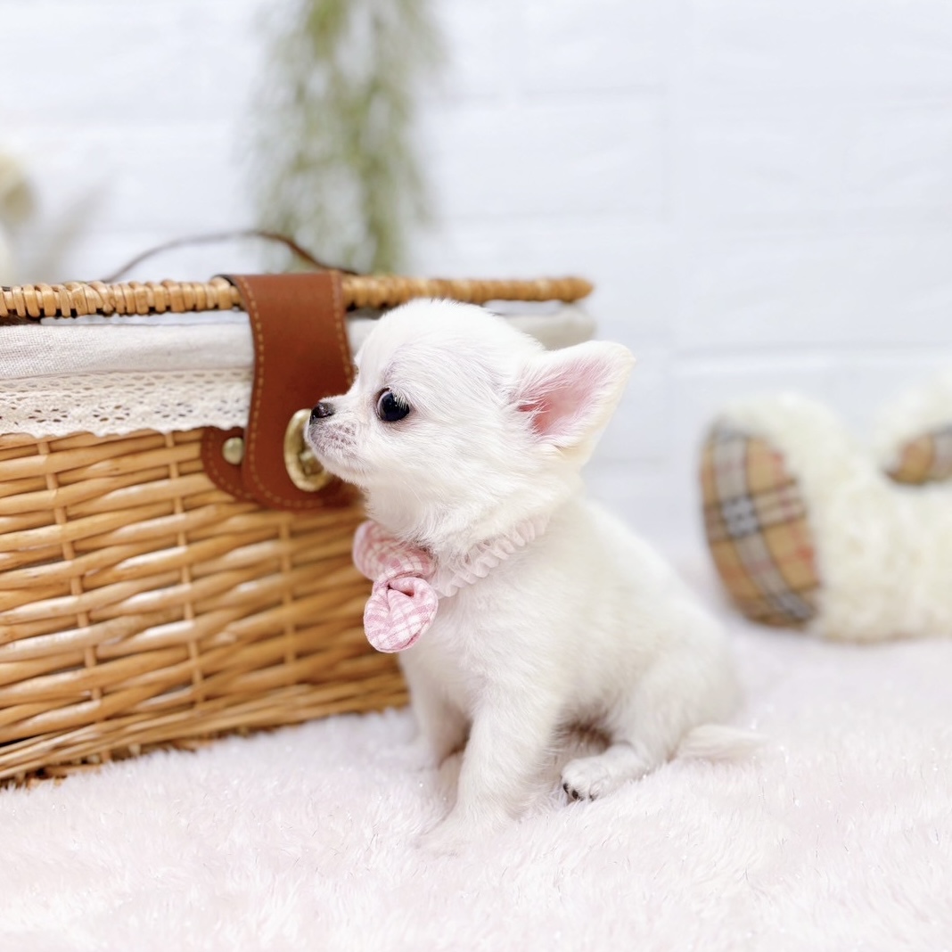 滋賀県のチワワ(ロング) (犬の家＆猫の里近江八幡店/2025年9月25日生まれ/女の子/クリーム)の子犬の3枚目の画像