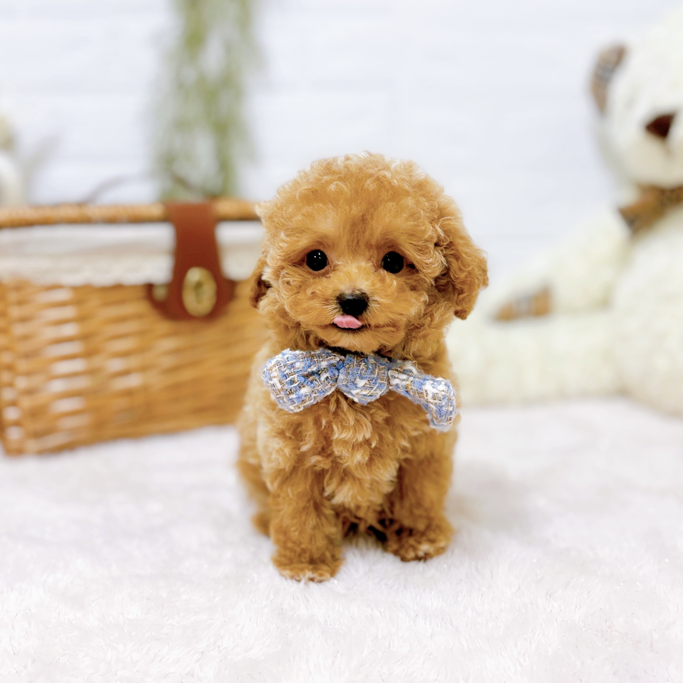 滋賀県のトイプードル(トイ) (犬の家＆猫の里近江八幡店/2025年9月13日生まれ/男の子/ペールフォーン)の子犬の3枚目の画像