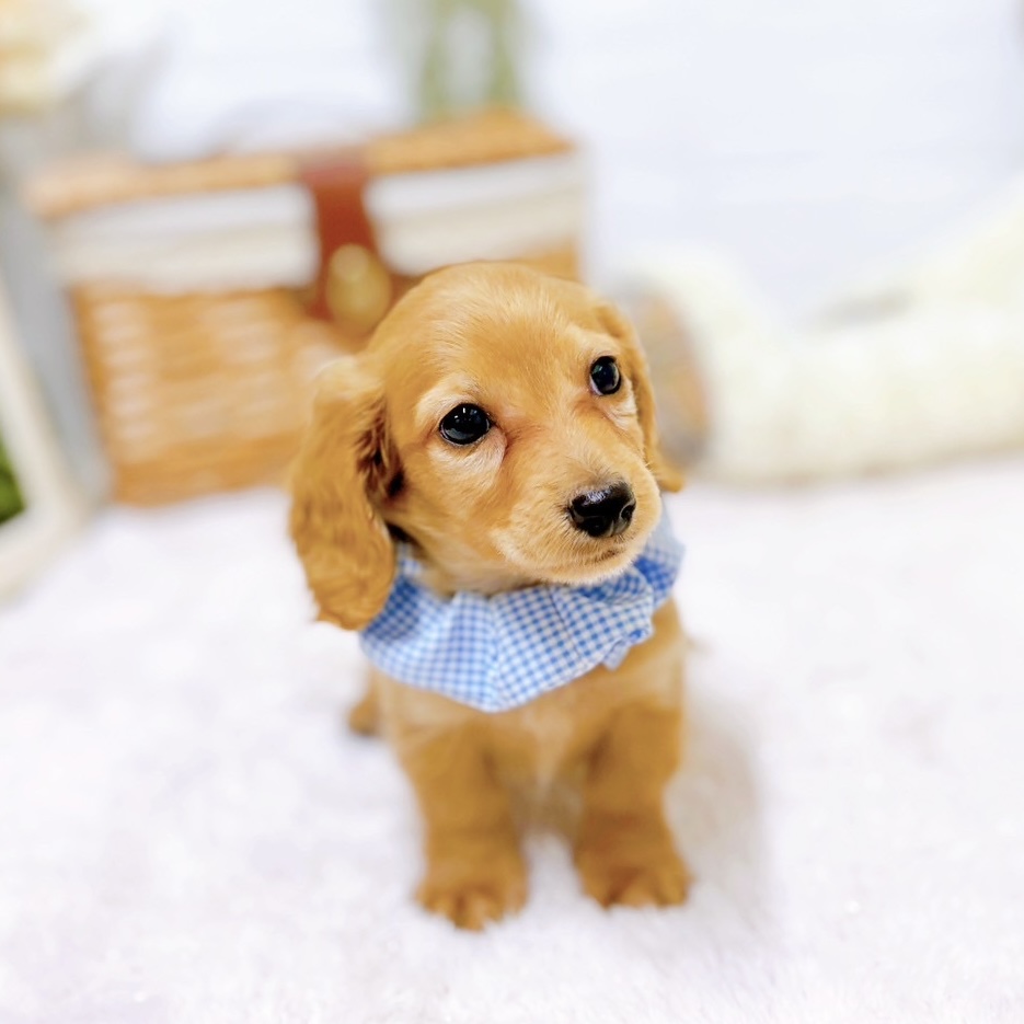 滋賀県のミニチュアダックスフンド(ロング) (犬の家＆猫の里近江八幡店/2025年9月25日生まれ/男の子/ゴールド)の子犬の3枚目の画像