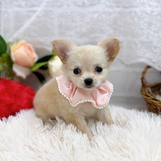 滋賀県のチワワ(ロング) (犬の家＆猫の里長浜店/2025年9月23日生まれ/女の子/クリーム)の子犬の3枚目の画像