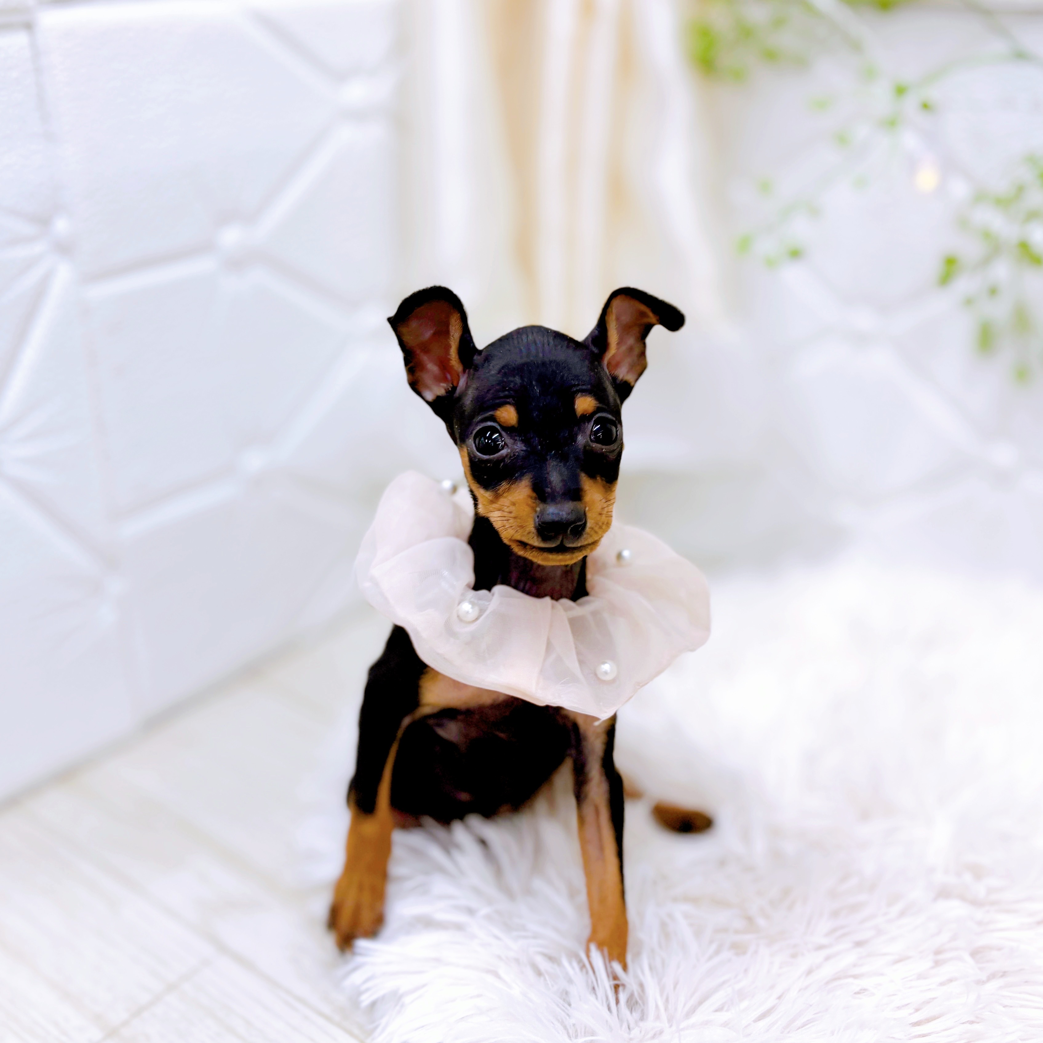 福井県のミニチュアピンシャー (犬の家＆猫の里アミーゴ福井店/2025年9月24日生まれ/女の子/ブラックタン)の子犬の3枚目の画像