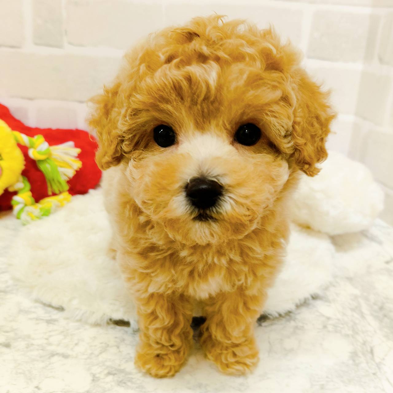 京都府のトイプードル(トイ) (犬の家＆猫の里京都精華店/2025年9月24日生まれ/女の子/ペールフォーン)の子犬の3枚目の画像