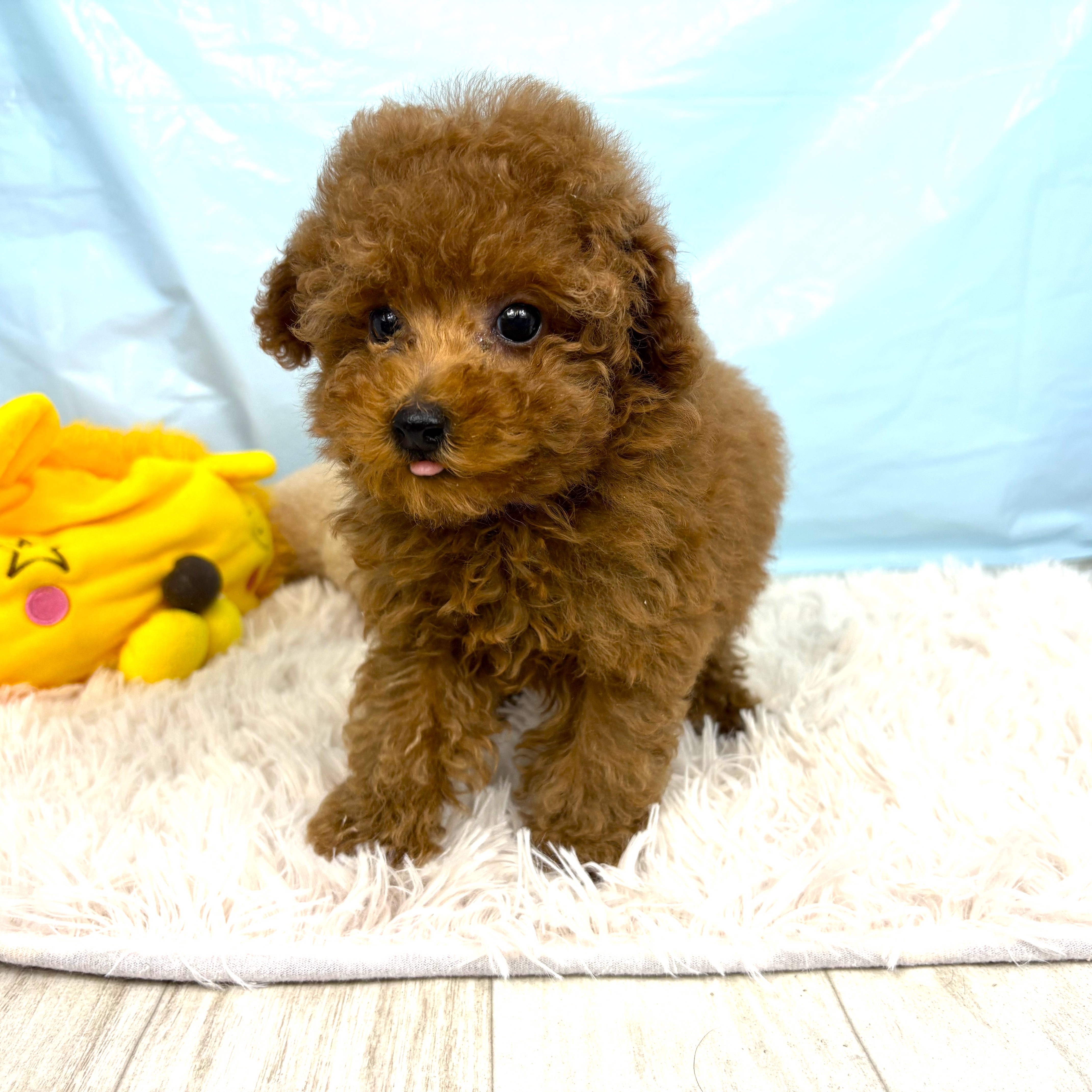 兵庫県のトイプードル(トイ) (犬の家＆猫の里川西店/2025年9月25日生まれ/男の子/レッドフォーン)の子犬の3枚目の画像