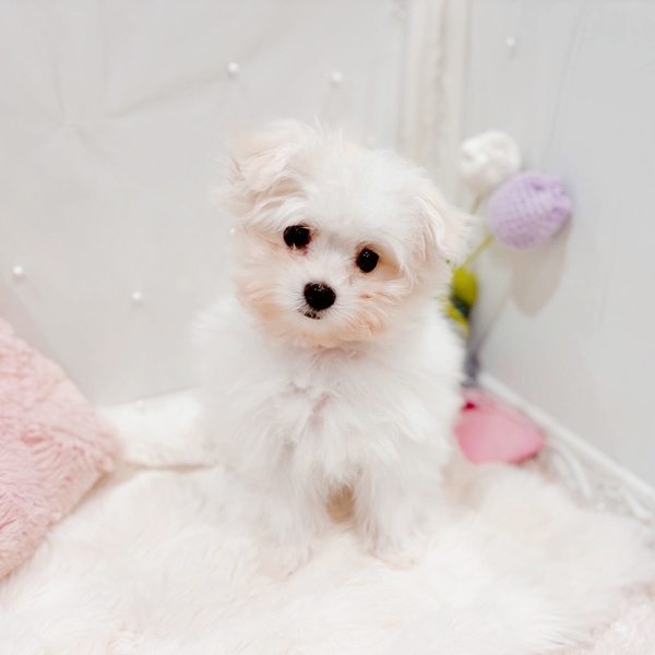 福井県のポメマル/マルポメ(ポメラニアン×マルチーズ) (犬の家＆猫の里福井店/2025年9月24日生まれ/女の子/クリーム)の子犬の3枚目の画像