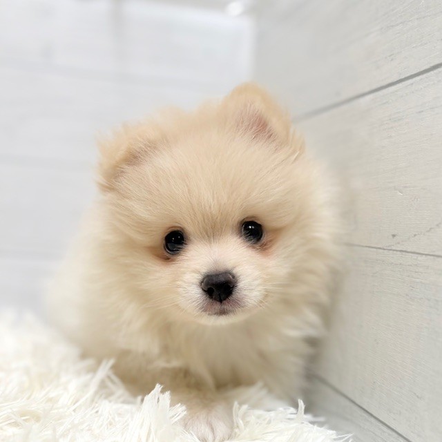 愛知県のポメラニアン (犬の家＆猫の里豊田店/2025年9月26日生まれ/男の子/クリーム)の子犬の3枚目の画像