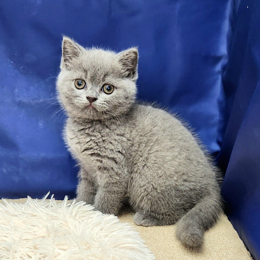 岐阜県のブリティッシュショートヘアー (犬の家＆猫の里中津川店/2025年9月22日生まれ/男の子/ブルー)の子猫の3枚目の画像
