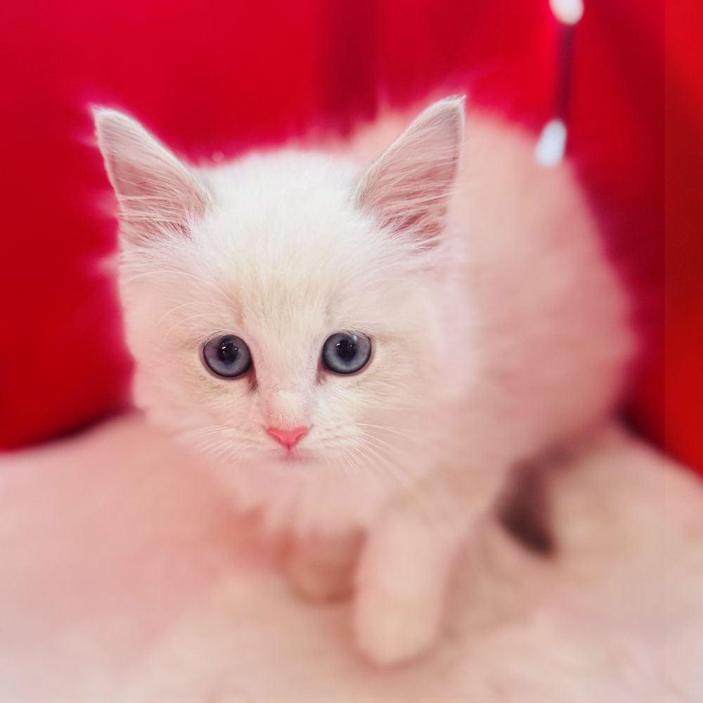 愛知県のラグドール (犬の家＆猫の里愛知刈谷店/2025年9月23日生まれ/女の子/ブルーポイントバイカラー)の子猫