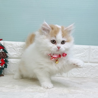 静岡県のミヌエット (犬の家＆猫の里マークイズ静岡店/2025年9月24日生まれ/男の子/レッドタビーホワイト)の子猫の3枚目の画像