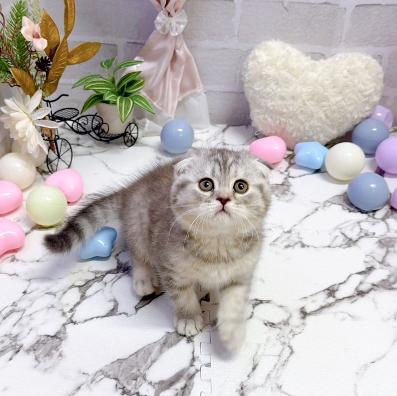 愛知県のスコティッシュフォールド (犬の家＆猫の里岡崎店/2025年9月23日生まれ/女の子/ブルーパッチドタビー)の子猫の3枚目の画像