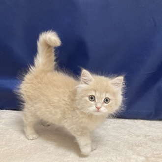 愛知県のサイベリアン (犬の家＆猫の里一宮店/2025年9月23日生まれ/男の子/クリームタビー)の子猫