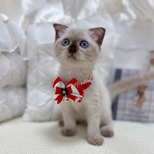 岐阜県のスコティッシュフォールド (犬の家＆猫の里カラフルタウン岐阜店/2025年9月26日生まれ/女の子/シールポイント)の子猫の1枚目の画像