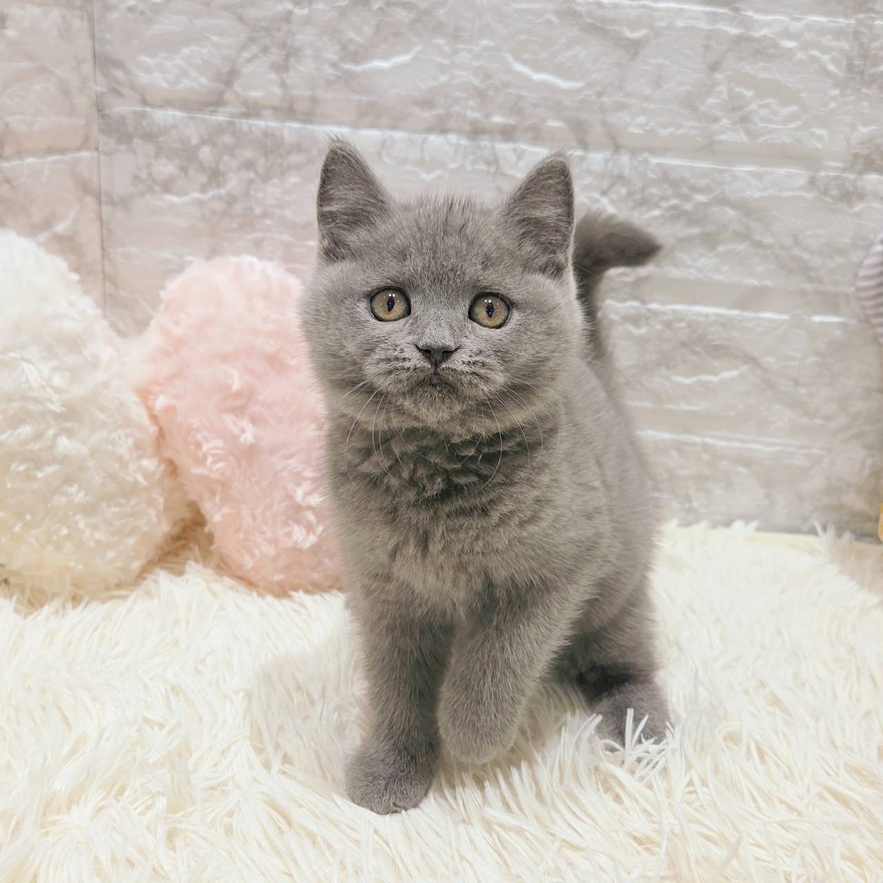 愛知県のブリティッシュショートヘアー (犬の家＆猫の里MiO香久山店/2025年9月25日生まれ/女の子/ブルー)の子猫