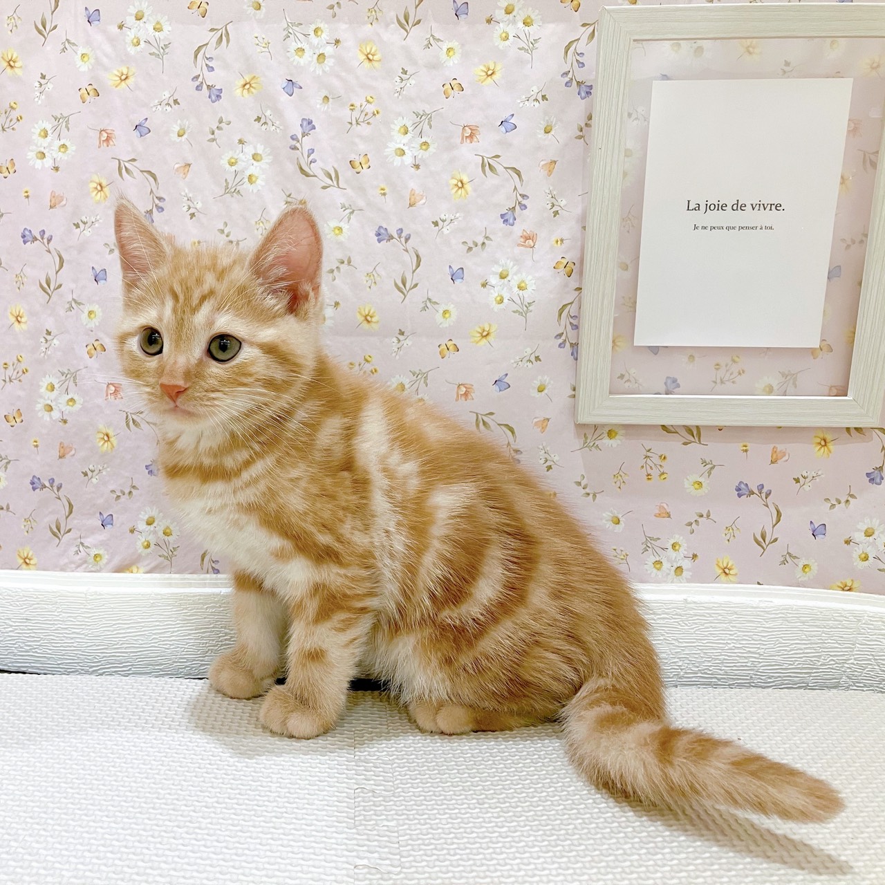 石川県のアメリカンショートヘアーの子猫を価格や特徴で探す|ペット