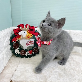 静岡県のスコティッシュフォールド (犬の家＆猫の里マークイズ静岡店/2025年9月20日生まれ/男の子/ブルー)の子猫の3枚目の画像