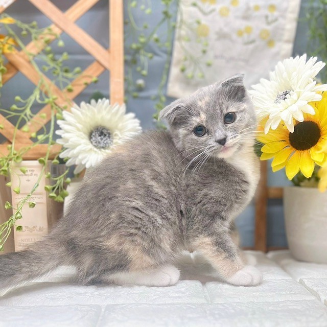千葉県のスコティッシュフォールド (犬の家＆猫の里ワンズモール稲毛店/2025年9月20日生まれ/女の子/ダイリュートキャリコ)の子猫の3枚目の画像