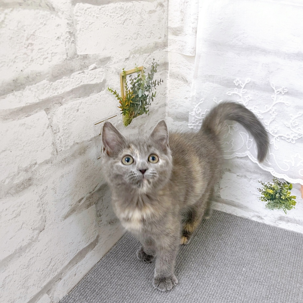 京都府のスコティッシュフォールド (犬の家＆猫の里京都樟葉店/2025年9月20日生まれ/女の子/ブルークリーム)の子猫の3枚目の画像