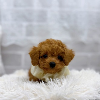 滋賀県のトイプードル(トイ) (犬の家＆猫の里長浜店/2025年9月19日生まれ/男の子/レッド)の子犬の3枚目の画像