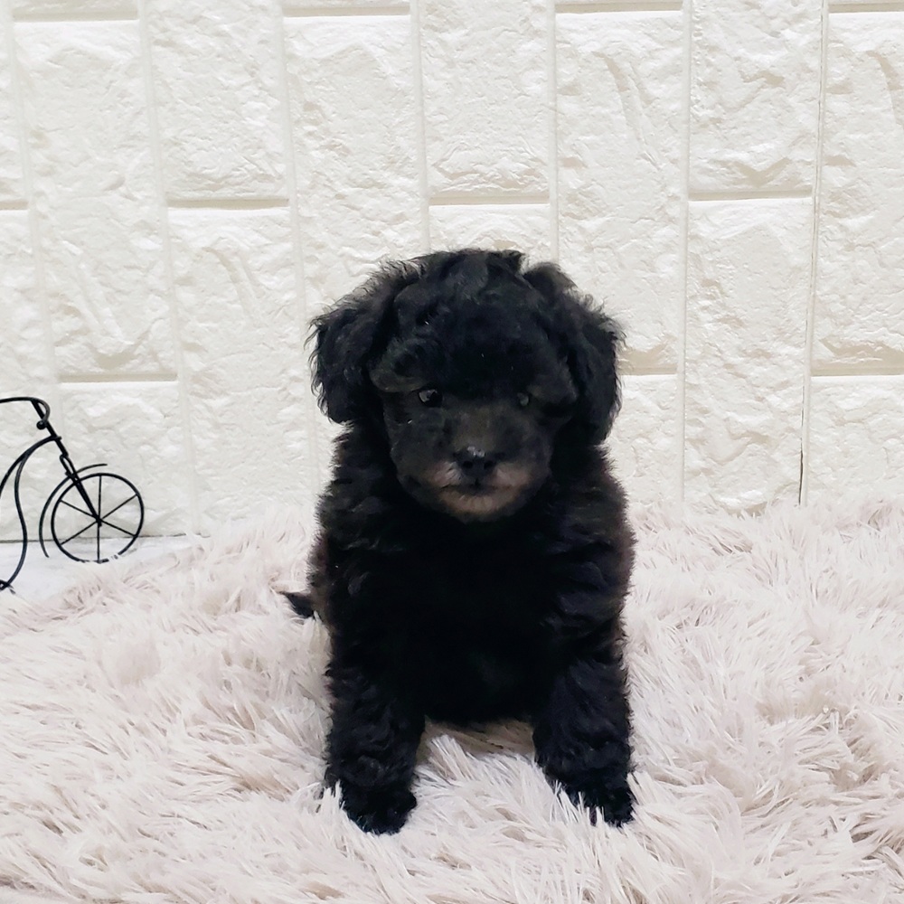 岡山県のトイプードル(トイ) (犬の家＆猫の里岡山店/2025年9月23日生まれ/男の子/シルバー)の子犬の3枚目の画像