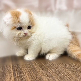 兵庫県のスコティッシュフォールド (犬の家＆猫の里カナート西神戸店/2025年9月28日生まれ/男の子/レッドホワイト)の子猫の3枚目の画像