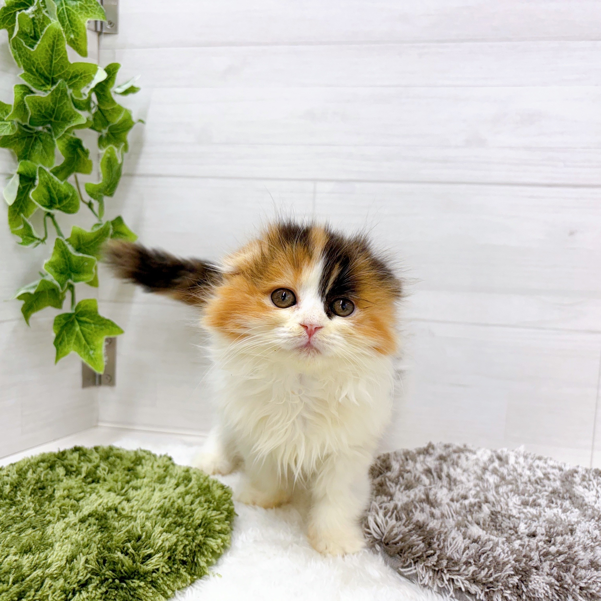 石川県のスコティッシュフォールド (犬の家＆猫の里アミーゴ金沢おこばた店/2025年9月28日生まれ/女の子/キャリコ)の子猫の3枚目の画像