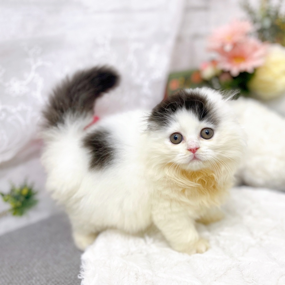 京都府のスコティッシュフォールド (犬の家＆猫の里京都樟葉店/2025年9月28日生まれ/女の子/ブラックホワイト)の子猫の3枚目の画像