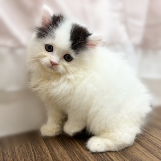 兵庫県のスコティッシュストレート (犬の家＆猫の里カナート西神戸店/2025年9月28日生まれ/女の子/ブラックホワイト)の子猫の1枚目の画像