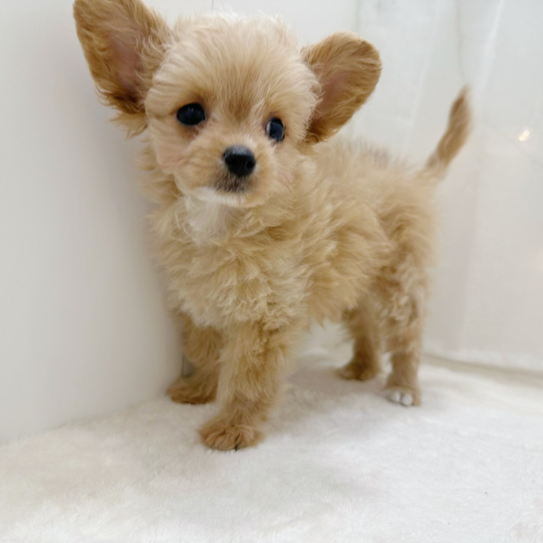 千葉県のチワプー/プーチー(チワワ×プードル) (犬の家＆猫の里BIGHOPガーデンモール印西店/2025年9月27日生まれ/男の子/アプリコットホワイト)の子犬の3枚目の画像