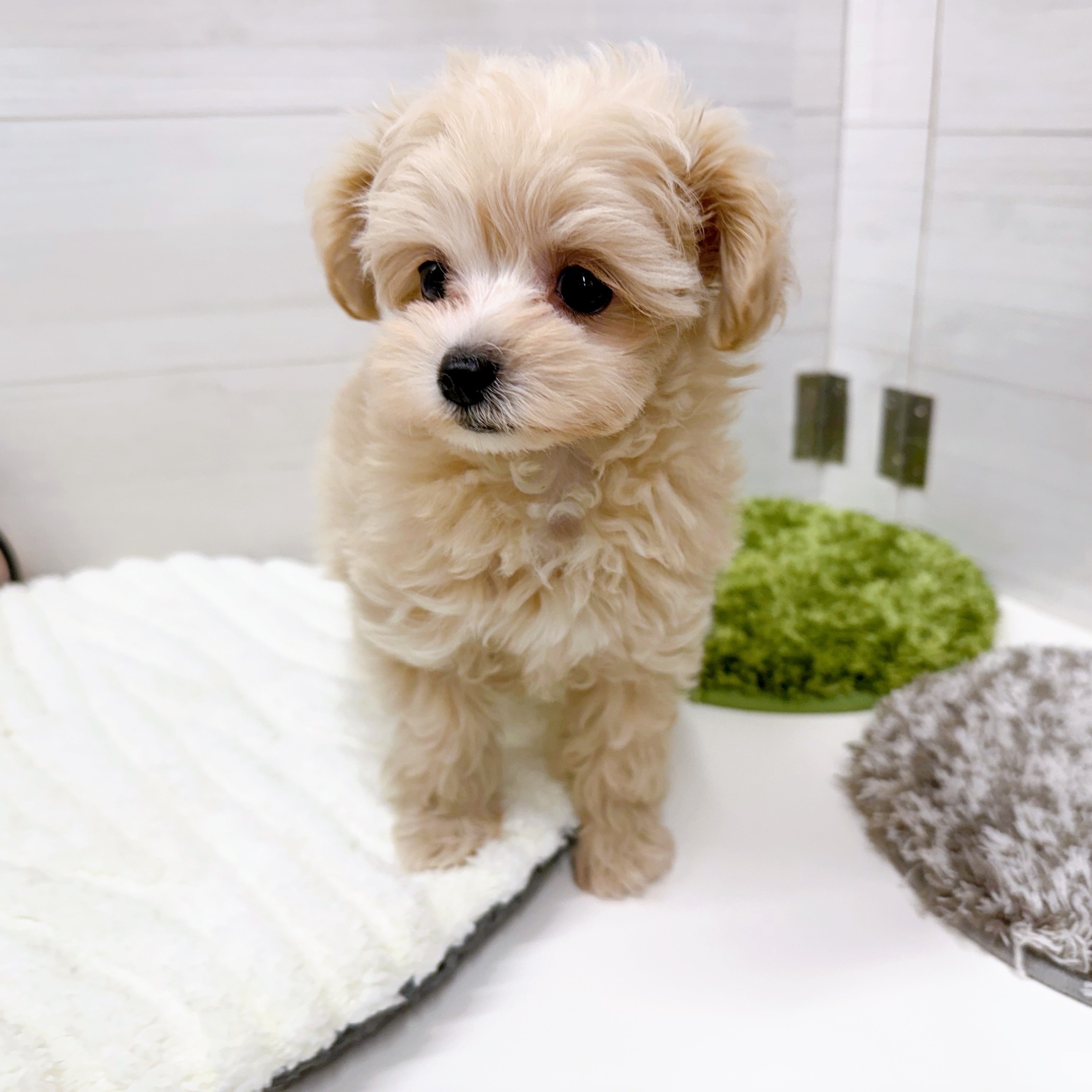 石川県のマルプー(マルチーズ×プードル) (犬の家＆猫の里アミーゴ金沢おこばた店/2025年9月28日生まれ/女の子/クリーム)の子犬の3枚目の画像