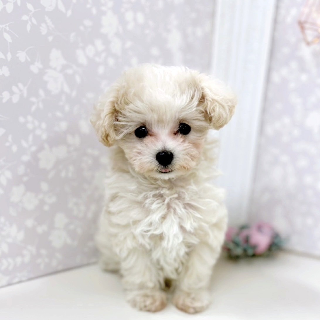 富山県のマルプー(マルチーズ×プードル) (犬の家＆猫の里アミーゴ高岡蓮花寺店/2025年9月28日生まれ/女の子/クリームホワイト)の子犬の3枚目の画像