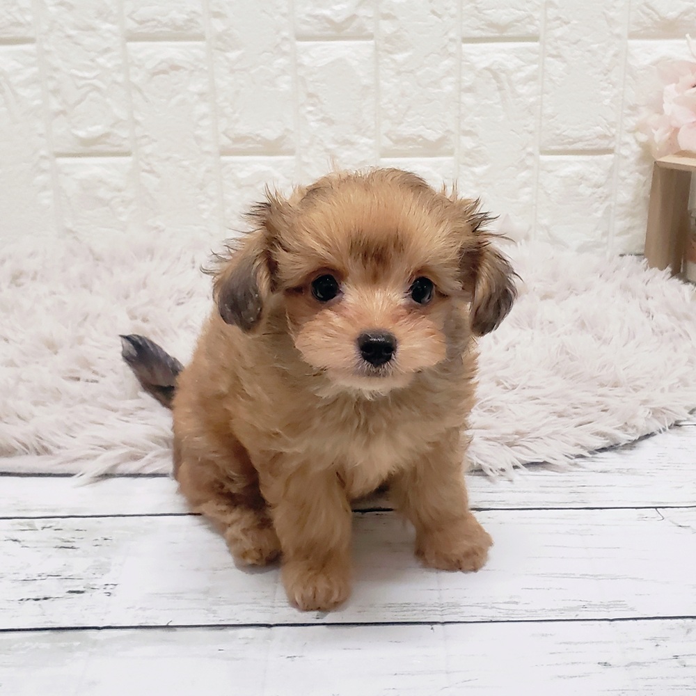 岡山県のチワプー/プーチー(チワワ×プードル) (犬の家＆猫の里岡山店/2025年9月28日生まれ/女の子/レッド)の子犬の3枚目の画像