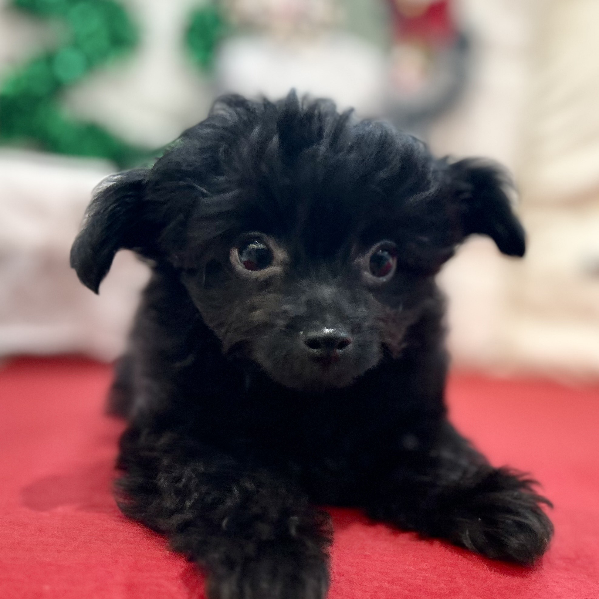 岡山県のチワプー/プーチー(チワワ×プードル) (犬の家＆猫の里倉敷店/2025年9月28日生まれ/男の子/ブラック)の子犬の3枚目の画像