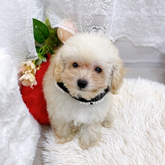 滋賀県のマルプー(マルチーズ×プードル) (犬の家＆猫の里長浜店/2025年9月27日生まれ/男の子/クリーム)の子犬の3枚目の画像