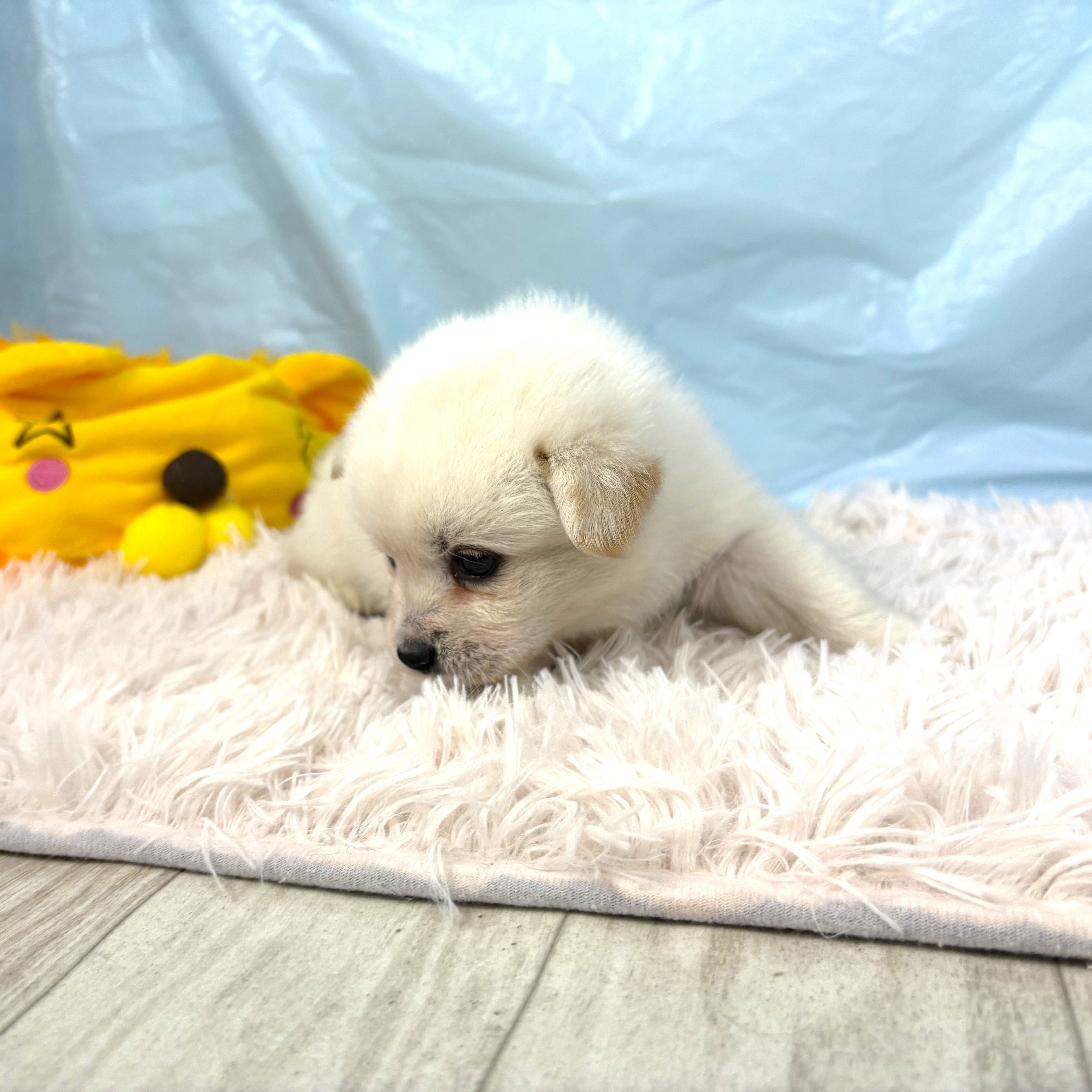 兵庫県のハーフ犬・ミックス犬 (犬の家＆猫の里川西店/2025年9月26日生まれ/男の子/白)の子犬の3枚目の画像