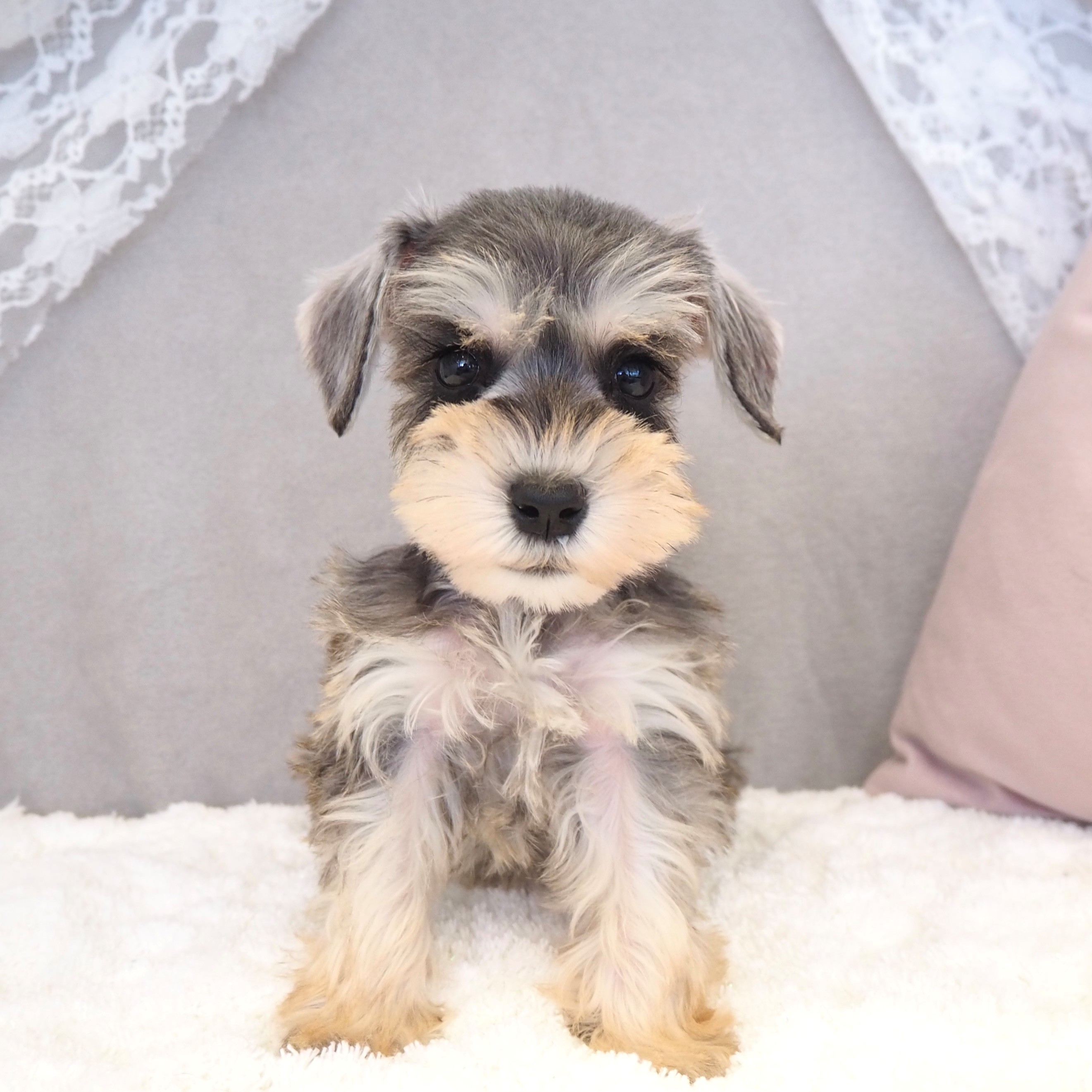 大阪府のミニチュアシュナウザー (犬の家＆猫の里もりのみやキューズモールBASE店/2025年9月26日生まれ/女の子/ソルトペッパー)の子犬の3枚目の画像