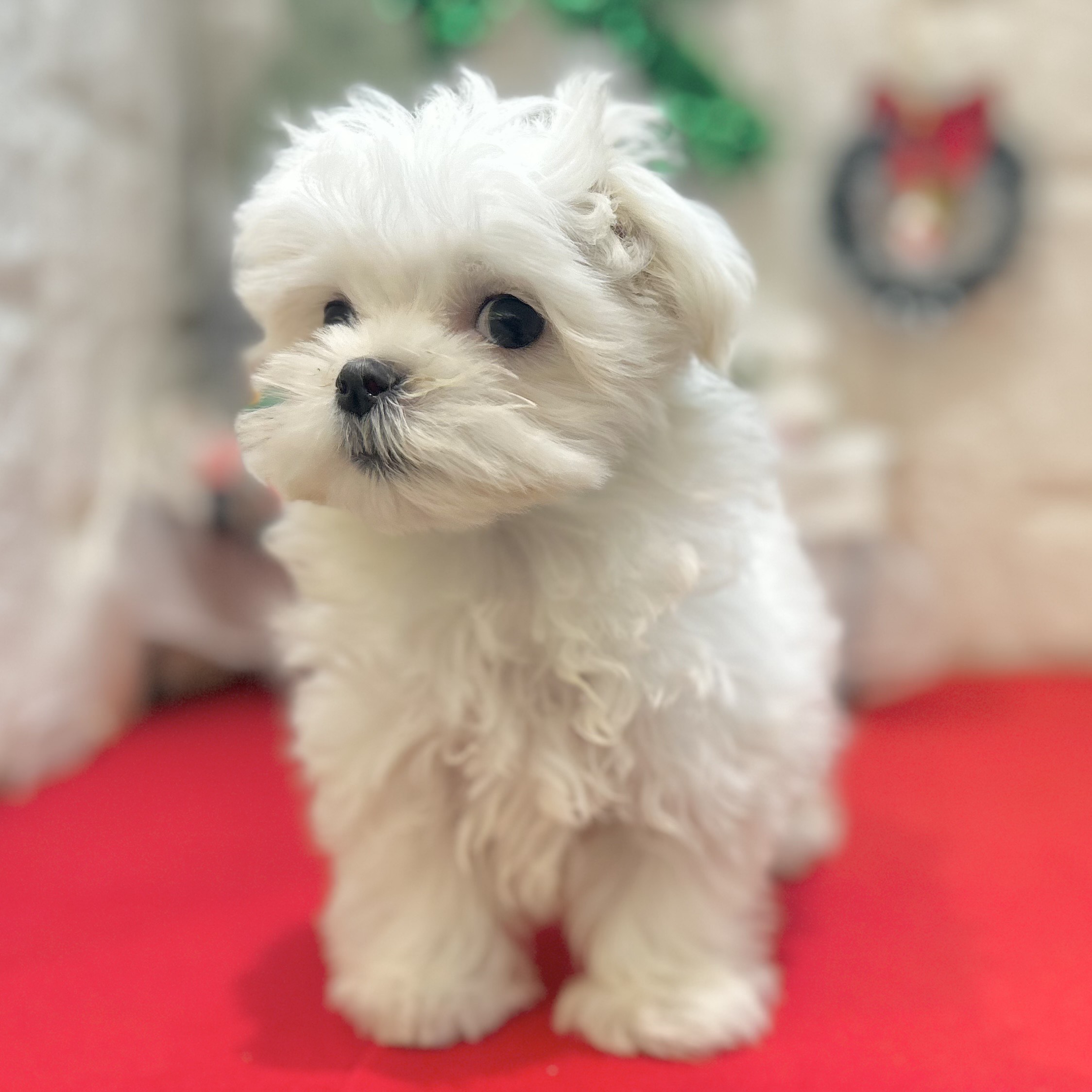 岡山県のマルチーズ (犬の家＆猫の里倉敷店/2025年9月27日生まれ/女の子/ホワイト)の子犬の3枚目の画像