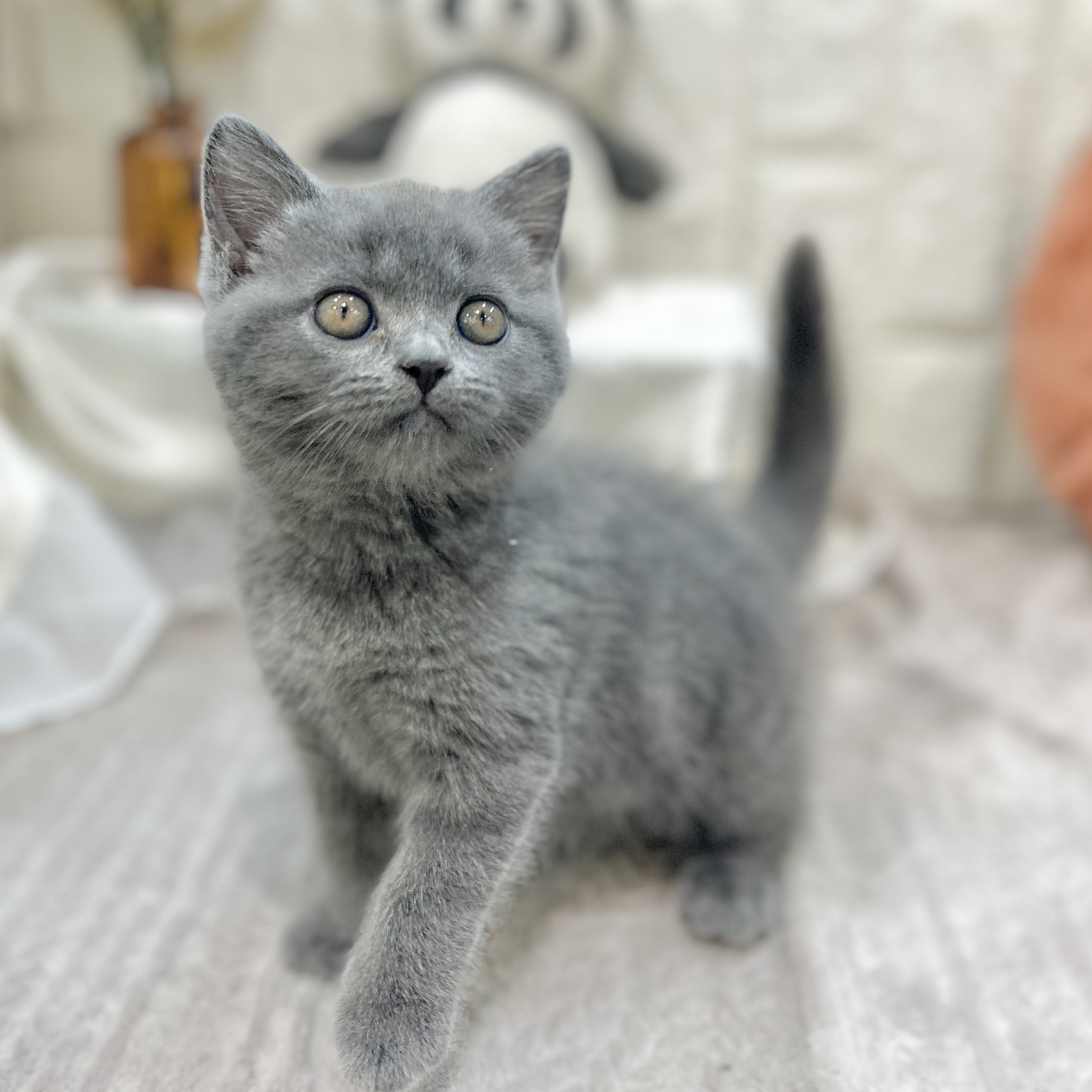 岡山県のブリティッシュショートヘアー (犬の家＆猫の里倉敷店/2025年9月28日生まれ/男の子/ブルー)の子猫の3枚目の画像