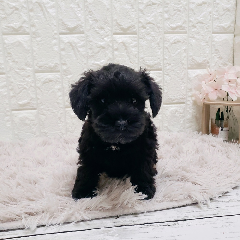 岡山県のミニチュアシュナウザー (犬の家＆猫の里岡山店/2025年9月25日生まれ/女の子/ブラック)の子犬の3枚目の画像