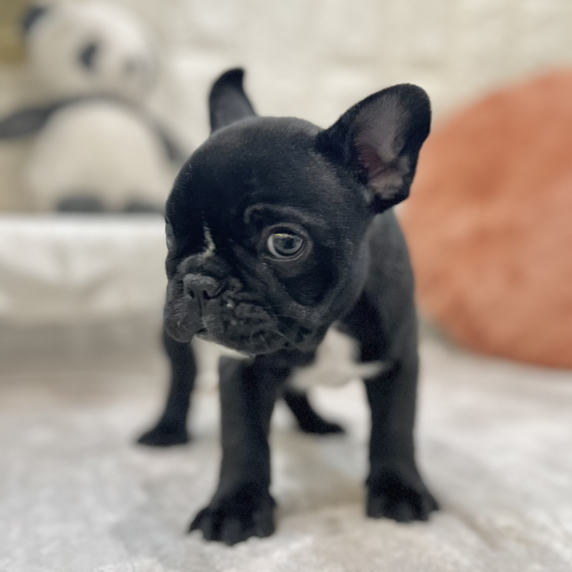 岡山県のフレンチブルドッグ (犬の家＆猫の里倉敷店/2025年9月27日生まれ/女の子/ブリンドル)の子犬の3枚目の画像