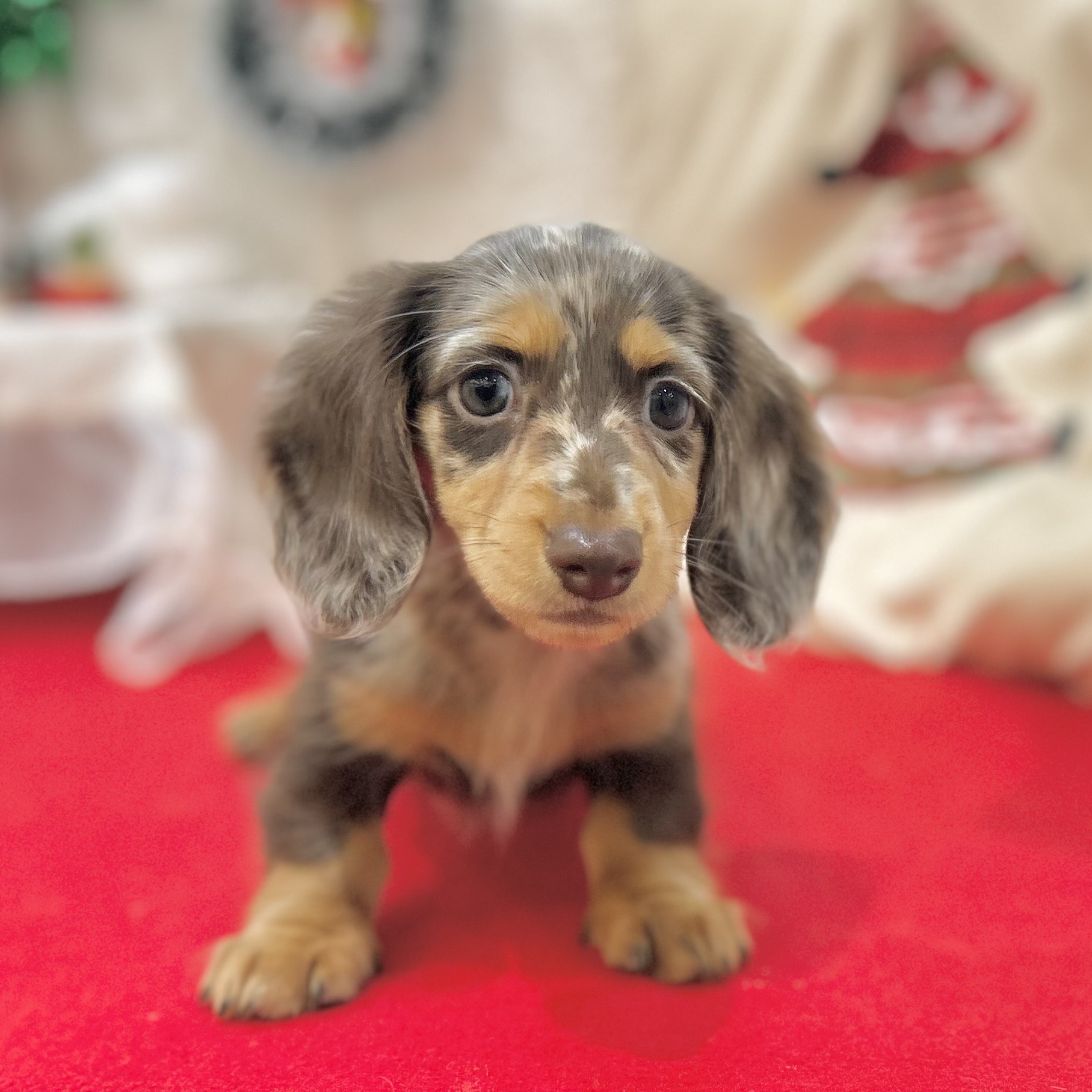 岡山県のミニチュアダックスフンド(ロング) (犬の家＆猫の里倉敷店/2025年9月25日生まれ/女の子/チョコレートダップル)の子犬の3枚目の画像