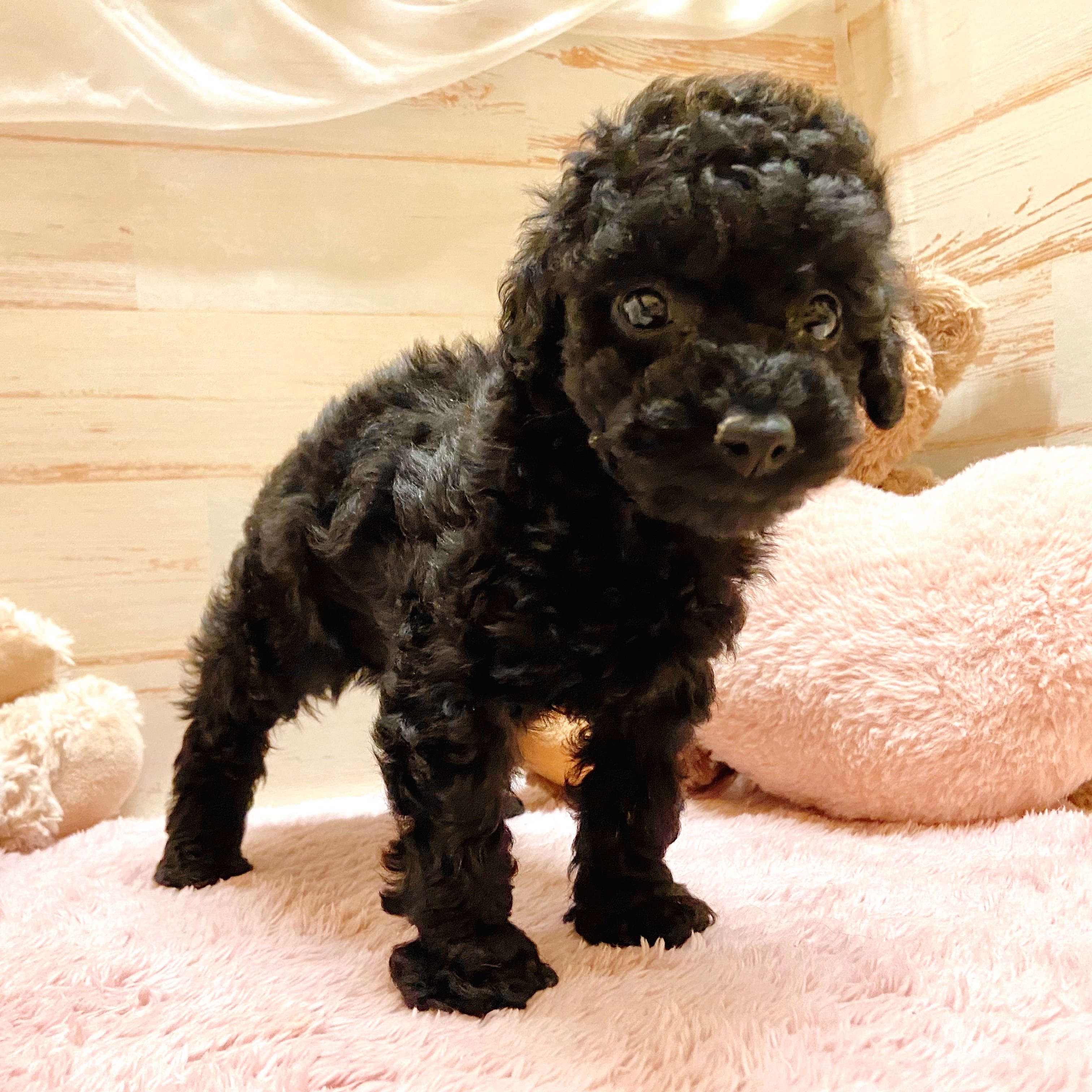 兵庫県のトイプードル(トイ) (犬の家＆猫の里神戸店/2025年9月28日生まれ/女の子/ブラック)の子犬の3枚目の画像