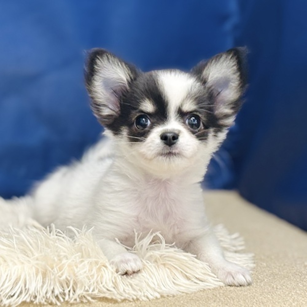 チワワ（ロング）女の子の写真