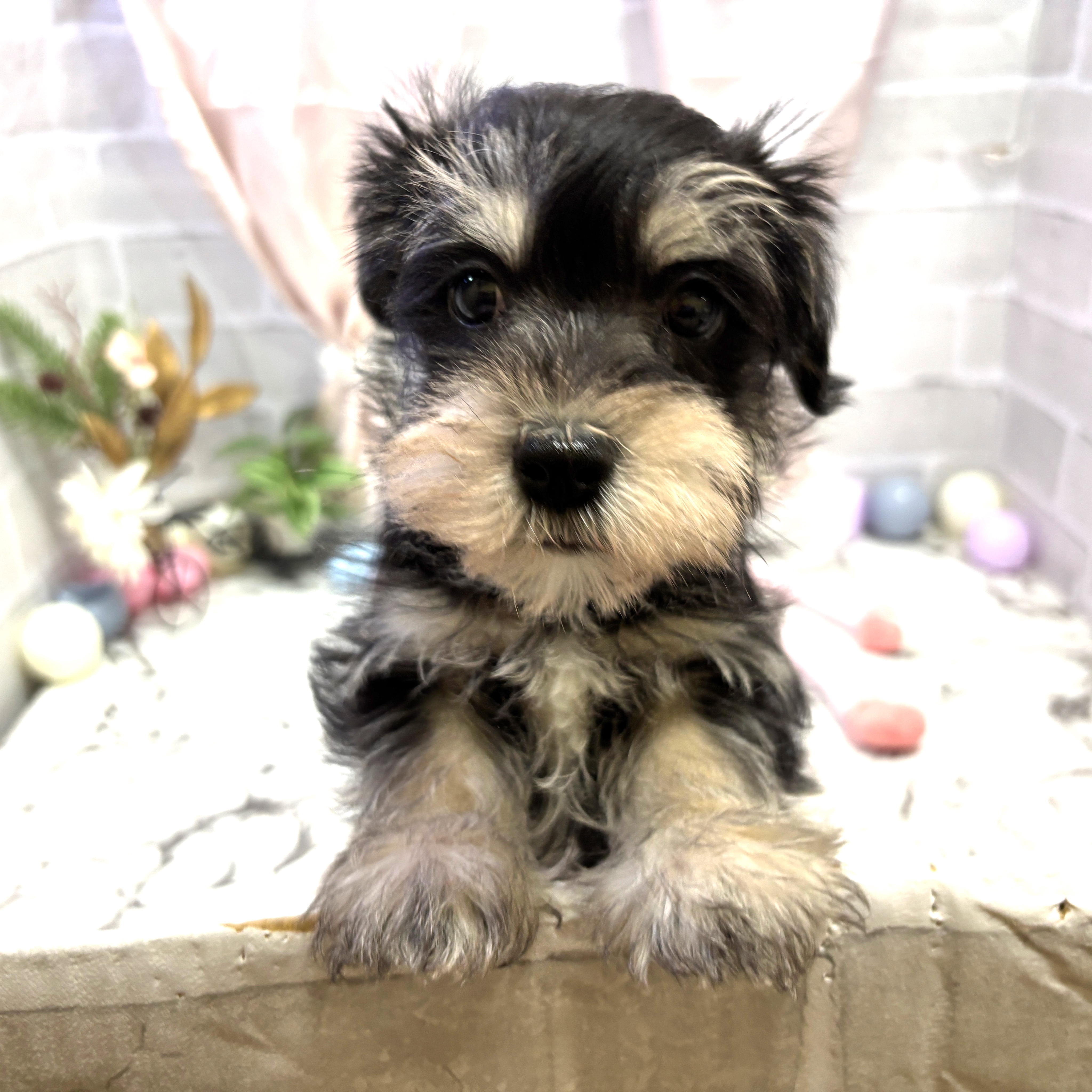 愛知県のシュナマル/マルシュナ(シュナウザー×マルチーズ) (犬の家＆猫の里岡崎店/2025年9月27日生まれ/男の子/ブラックシルバー)の子犬の3枚目の画像