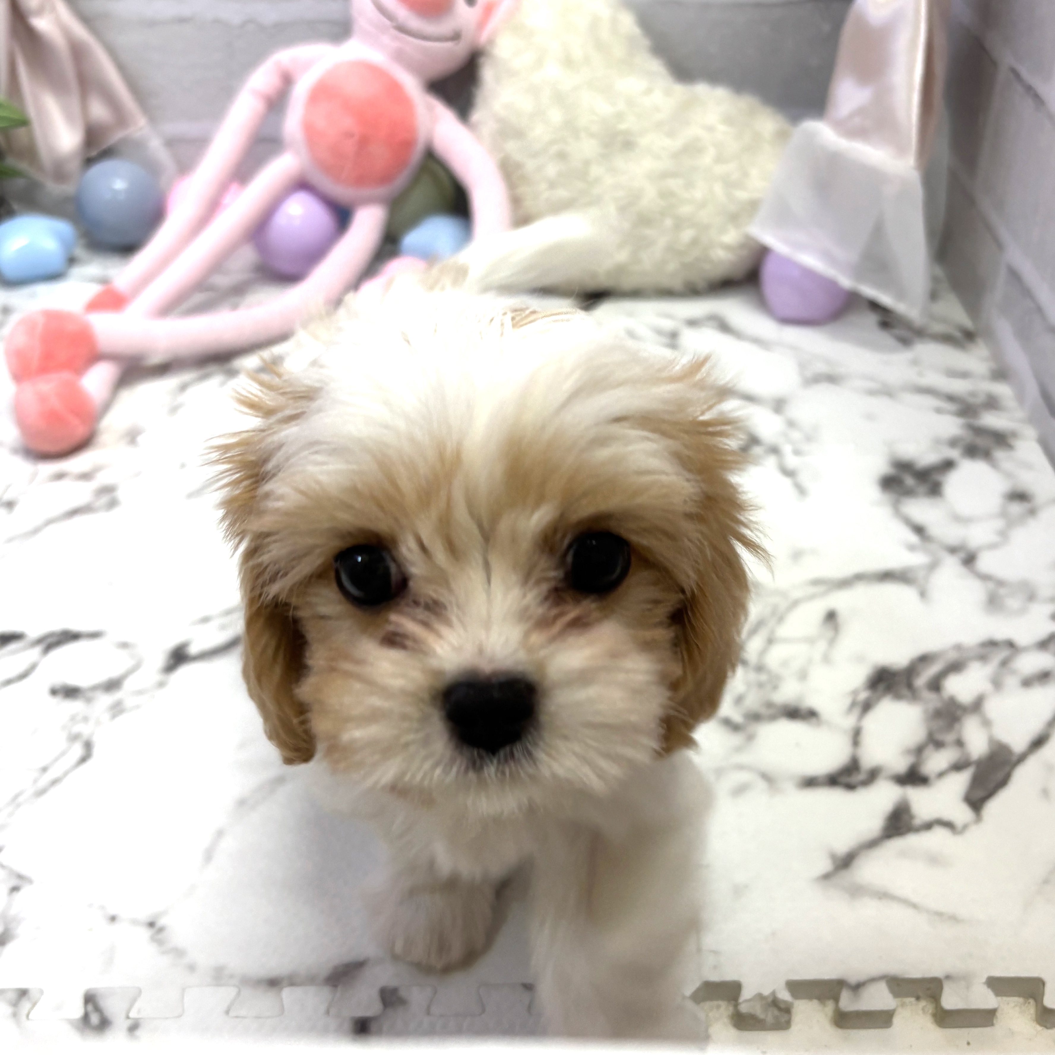 愛知県のマルキャバ/キャバチーズ(マルチーズ×キャバリア) (犬の家＆猫の里岡崎店/2025年9月24日生まれ/女の子/ホワイトクリーム)の子犬の3枚目の画像