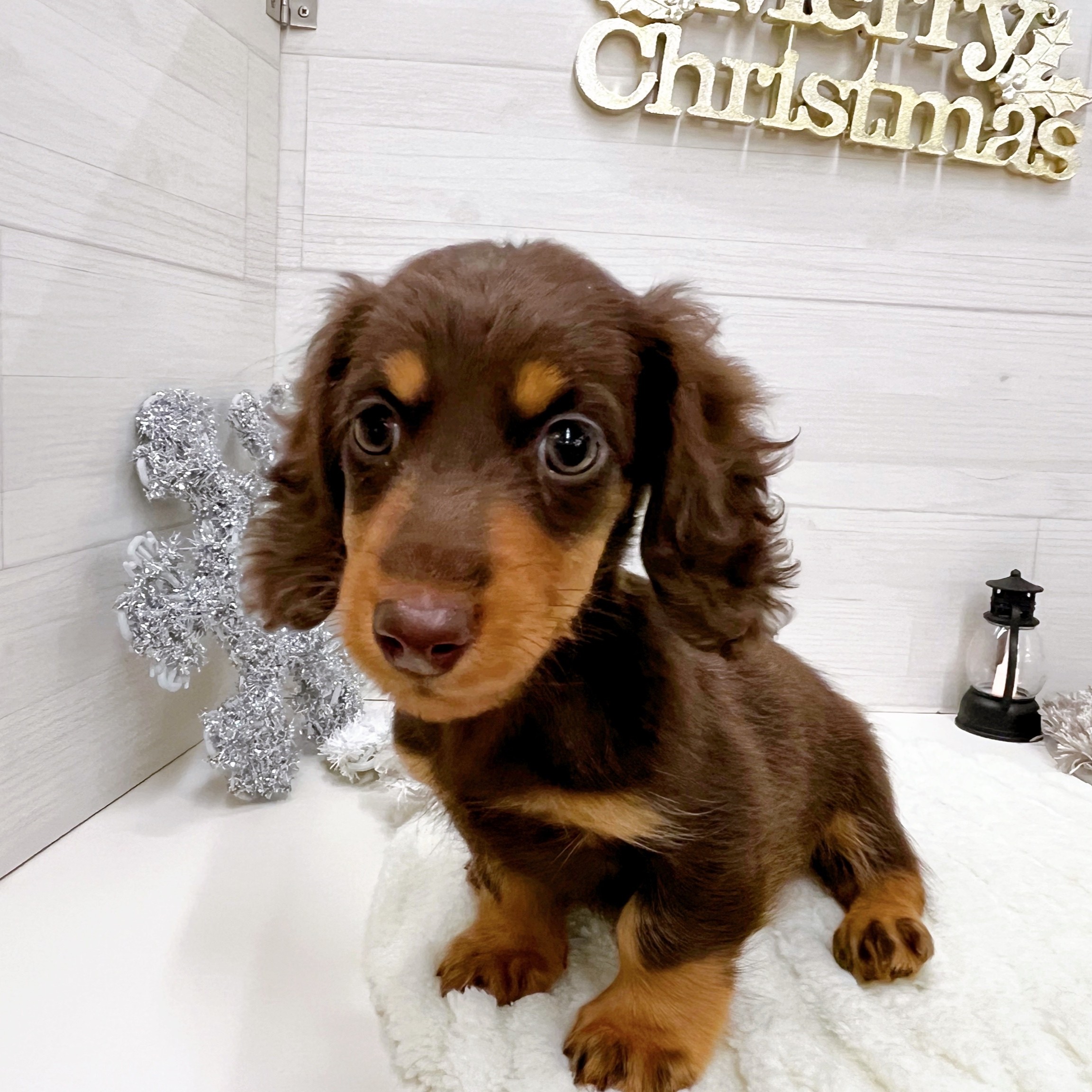 石川県のミニチュアダックスフンド(ロング) (犬の家＆猫の里アミーゴ金沢おこばた店/2025年9月26日生まれ/女の子/チョコレートタン)の子犬の3枚目の画像