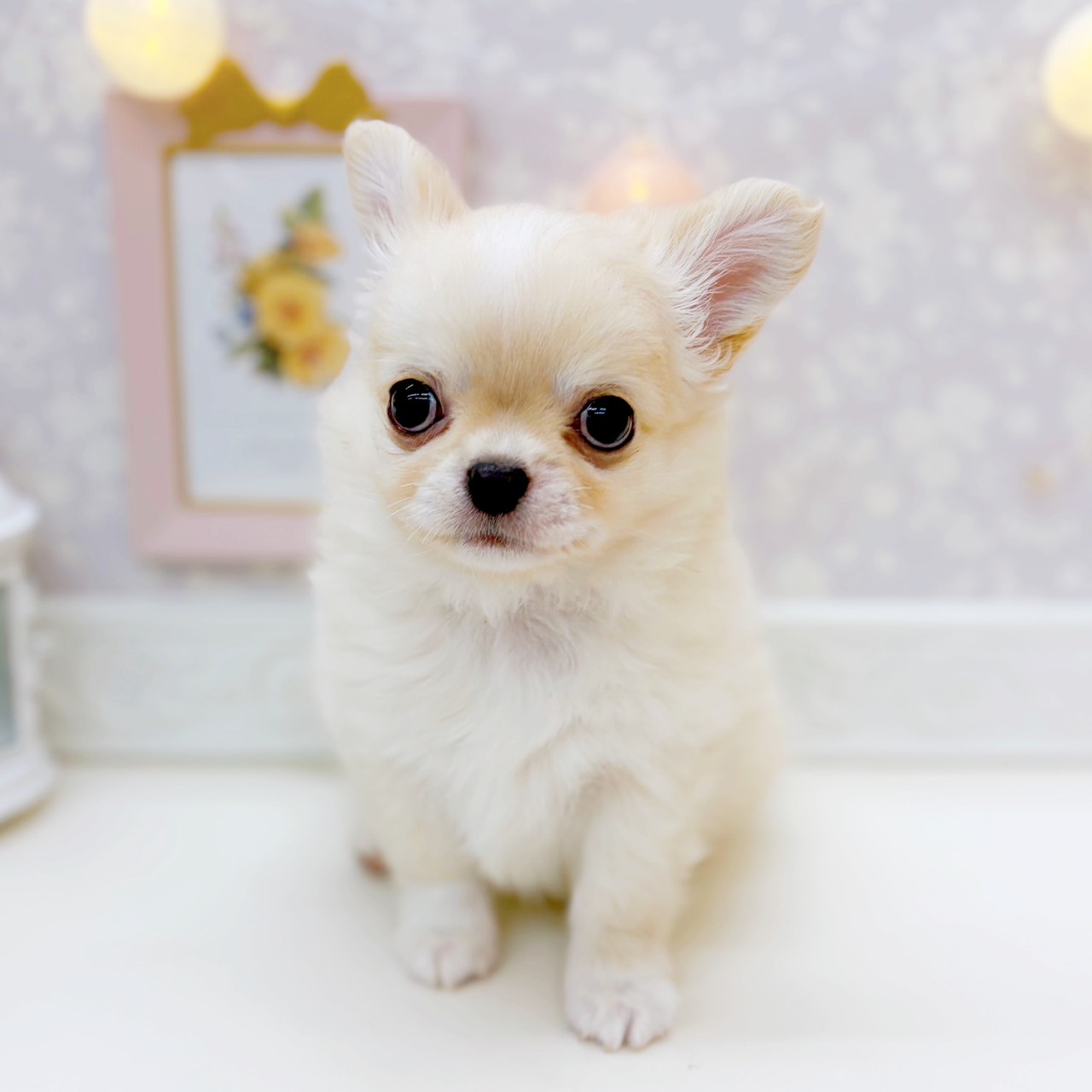 富山県のチワワ（ロング） クリーム＆ホワイト 男の子のご紹介(196491